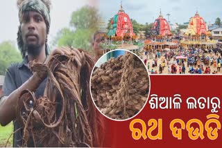 ଏଇଠି ହୁଏ ବିଶ୍ବର ସର୍ବବୃହତ ରଥ; କତା ନୁହେଁ, ଶିଆଳି ଲତାର ଦଉଡିରେ ରଥ ଟାଣନ୍ତି ଭକତ