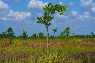 The ancient tree, native to India, Southeast Asia and Australia, is now thriving in groves where citrus trees once flourished in Florida. The tree produces a legume that can be processed into plant-based protein and sustainable biofuel.