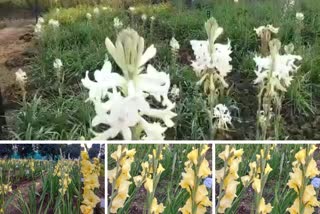 Become rich by cultivating Tuberose