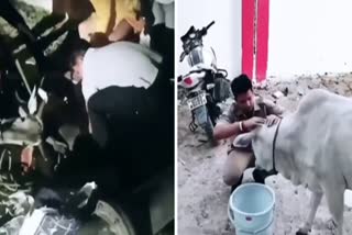 पुलिस आरक्षी ने नाले में फंसी गाय की बचाई जान