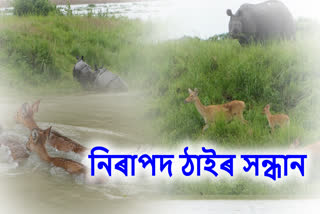 Flood in Kaziranga