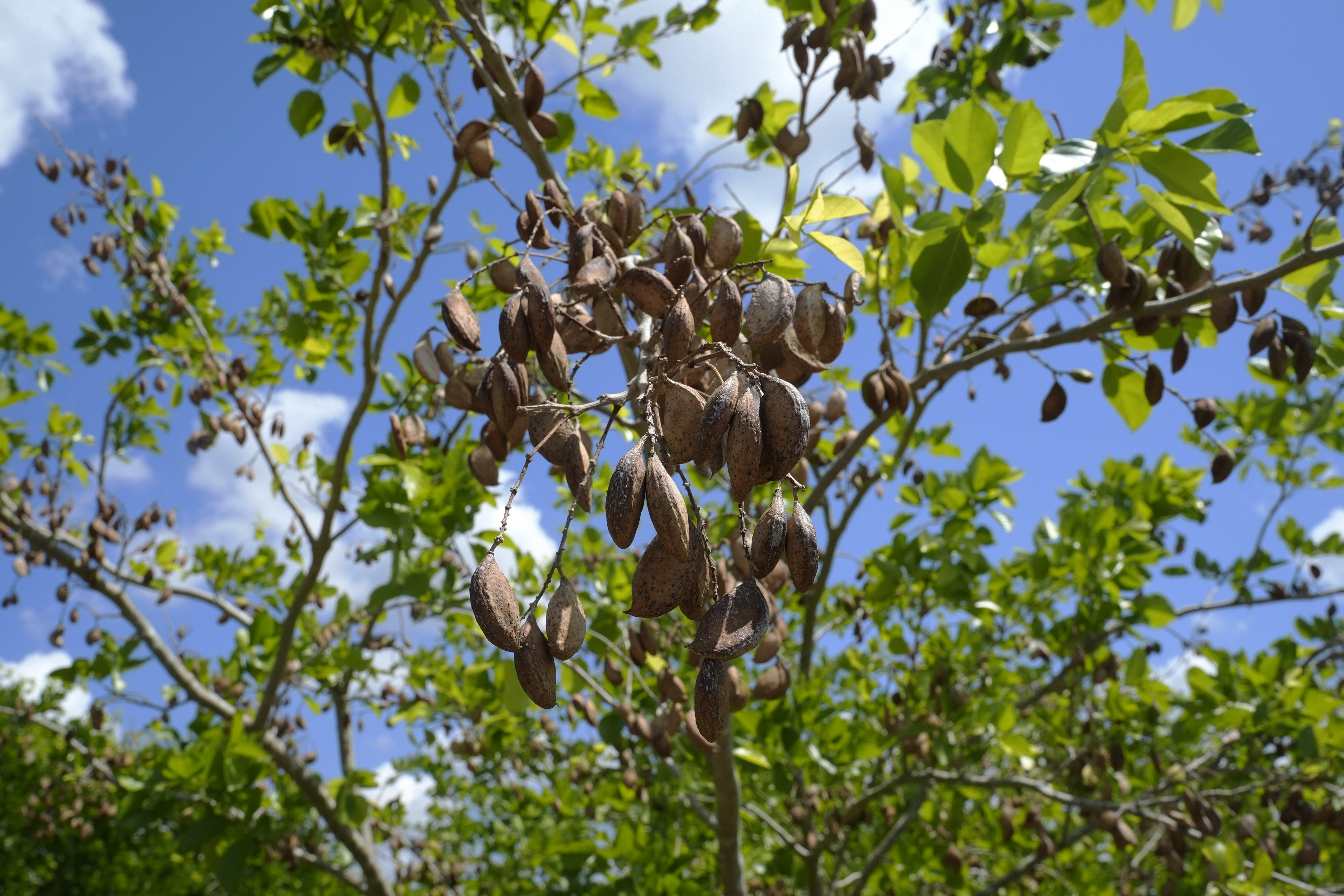 The legume of the pongamia tree produces a plant-based protein high in Omega 9. It also has the potential to produce a sustainable biofuel.