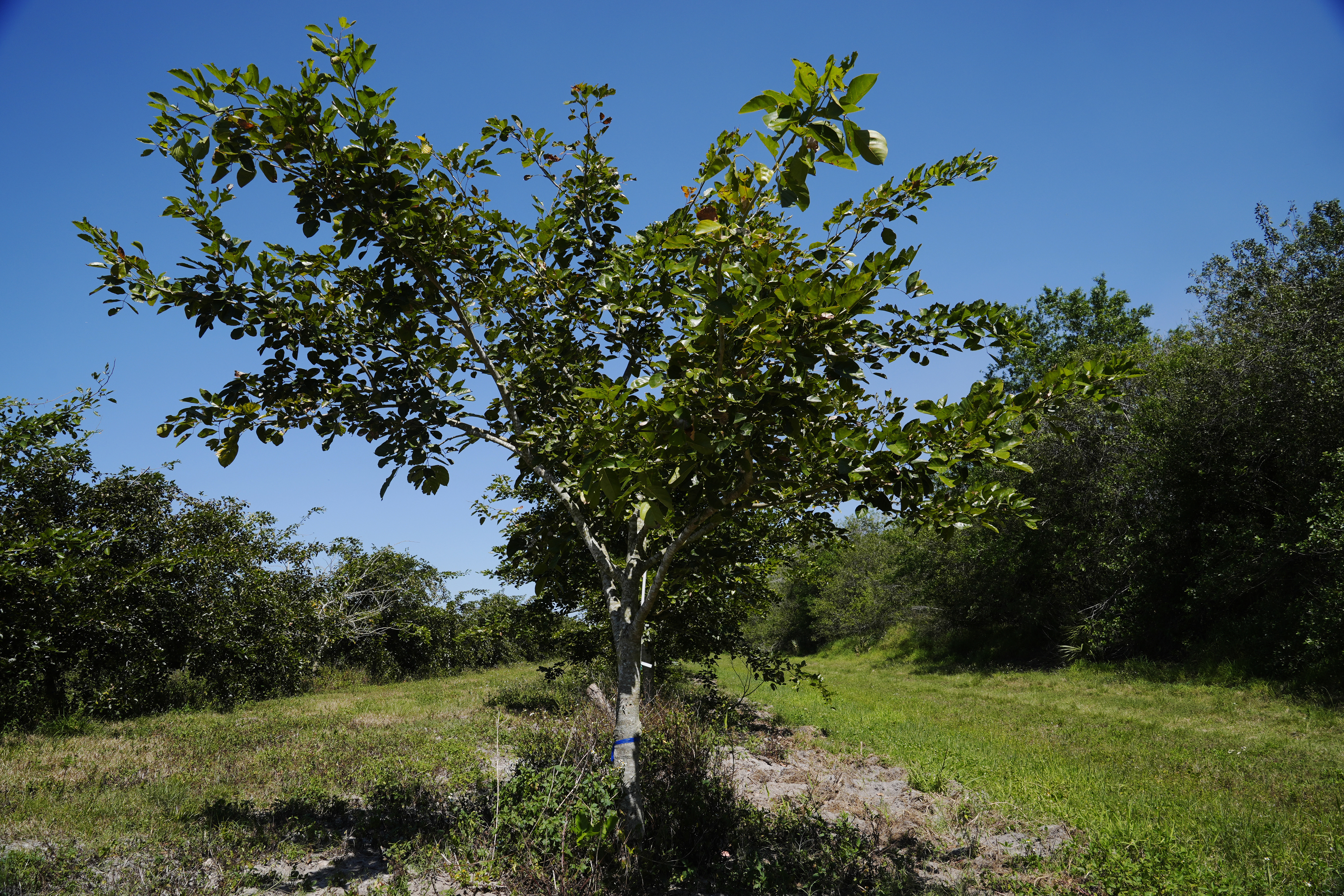 The ancient tree, native to India, Southeast Asia and Australia, is now thriving in groves where citrus trees once flourished in Florida. The tree produces a legume that can be processed into plant-based protein and sustainable biofuel.