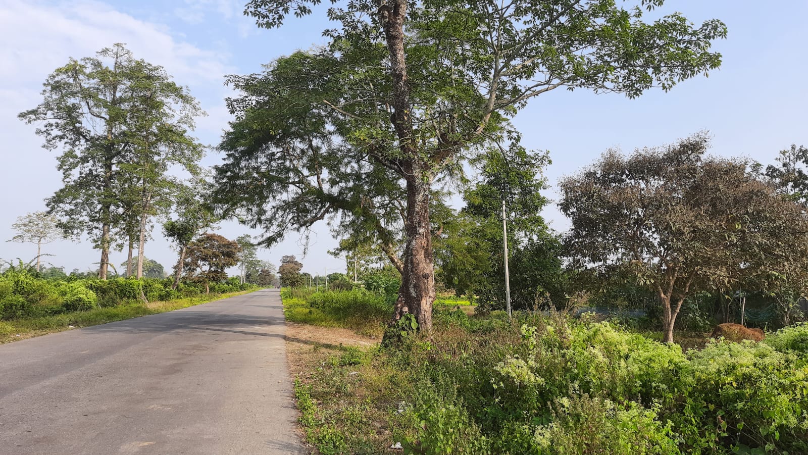 Assam govt faces NGT heat for schools, roads built in Sonai-Rupai wildlife sanctuary, Order to submit details on 21 st August