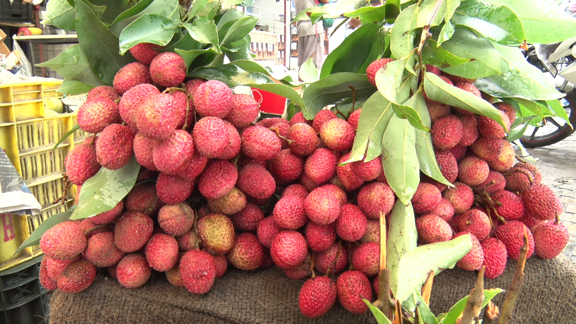 Monsoon Season Fruits