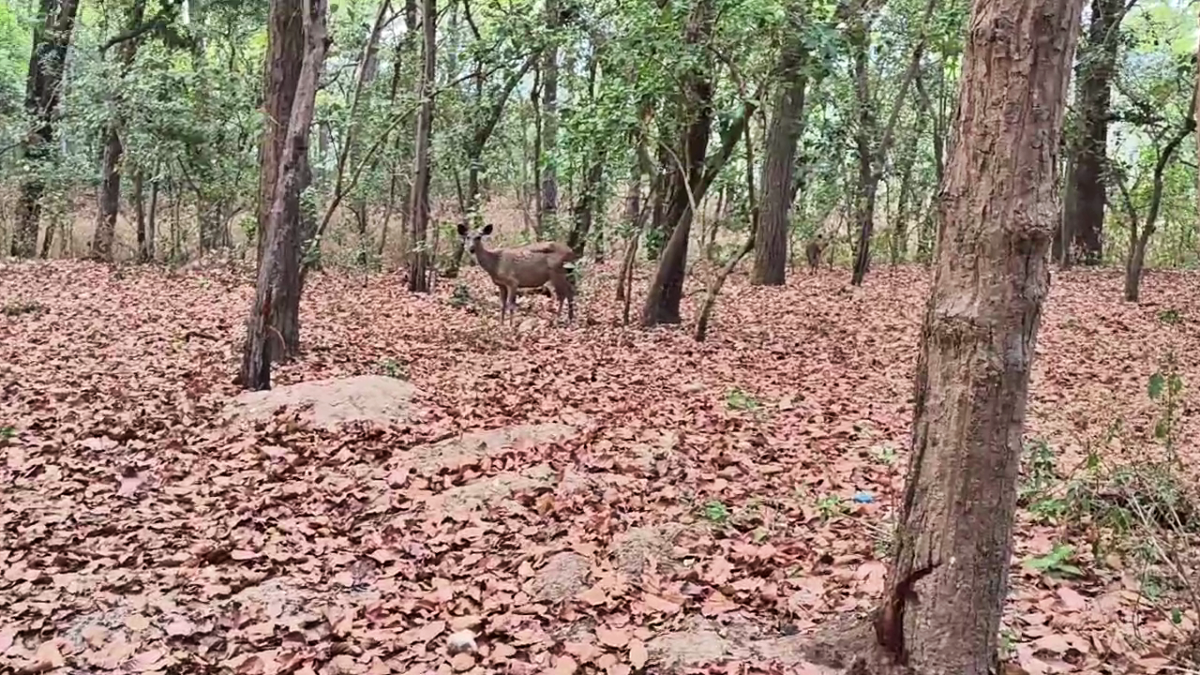 Jungle Safari in Haryana
