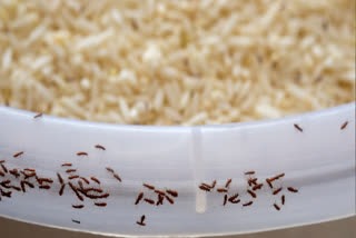 How To Get Rid Of Rice Bugs Easily
