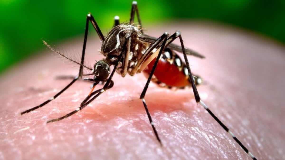 Freakish weather drives up dengue cases in Ghaziabad, Noida in NCR