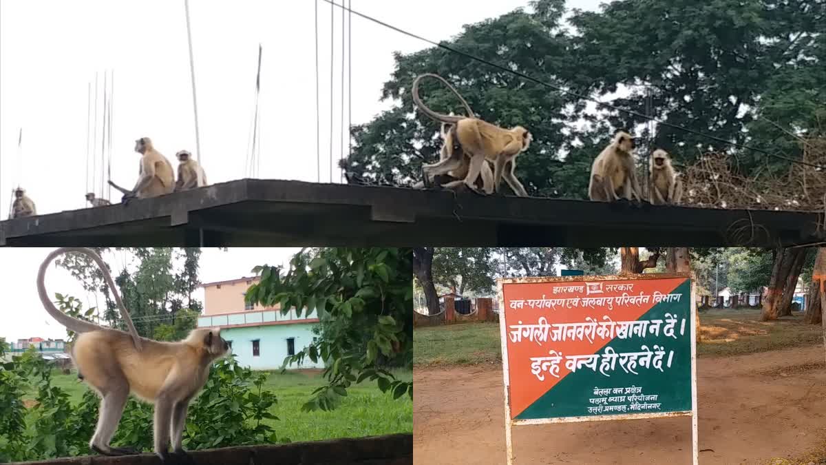 Palamu monkeys leaving the forest