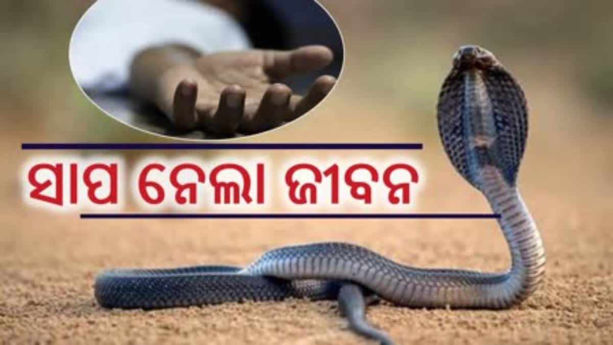 minor dies after poisonous snake bite