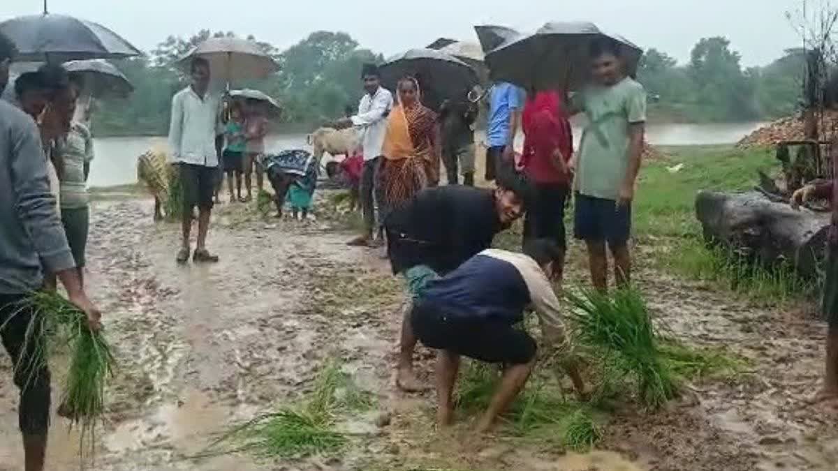 paddy planting due to road problem in Balaghat