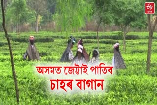 tea plantations in Assam