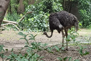 Female Ostrich Dead ETV BHRATA