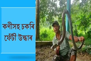 Monocled cobra Rescued at Kalibor