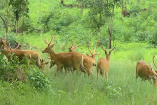 Bandhavgarh National Park