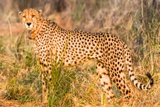 cheetah death in kuno national park