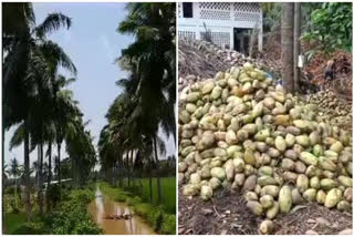 Konaseema_coconut_market_in_crisis