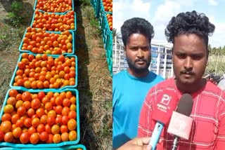 young-farmers-earned-40-lakhs-by-growing-tomatoes-in-12-acres-in-chamarajanagar