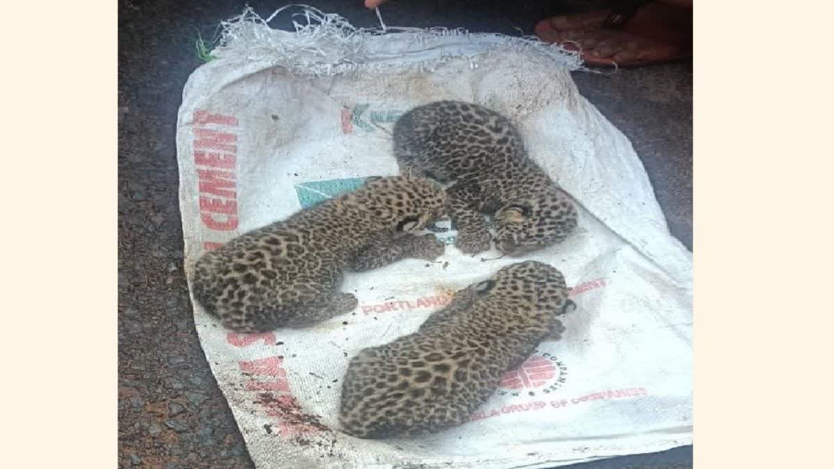 Leopard Gives Birth Three Cubs