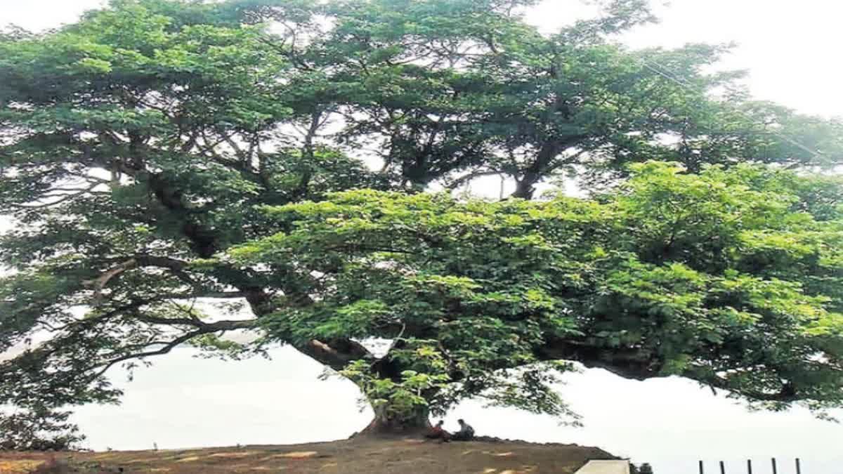 150_year_tree_fall_down