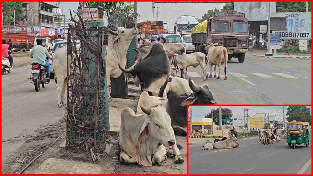 ભુજ નગરપાલિકા દ્વારા શ્રાવણ મહિનામાં ઢોર પકડવાનું બંધ