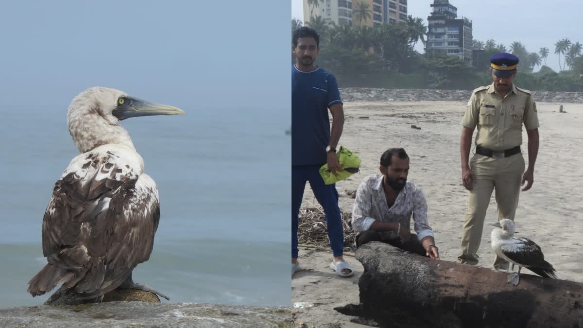 KADALVAATHA  MUSKED BOOBY SUCCESFULLY RELEASED  MUSKED BOOBY IN KANNUR  MUSKED BOOBY RESCUED IN KANNUR