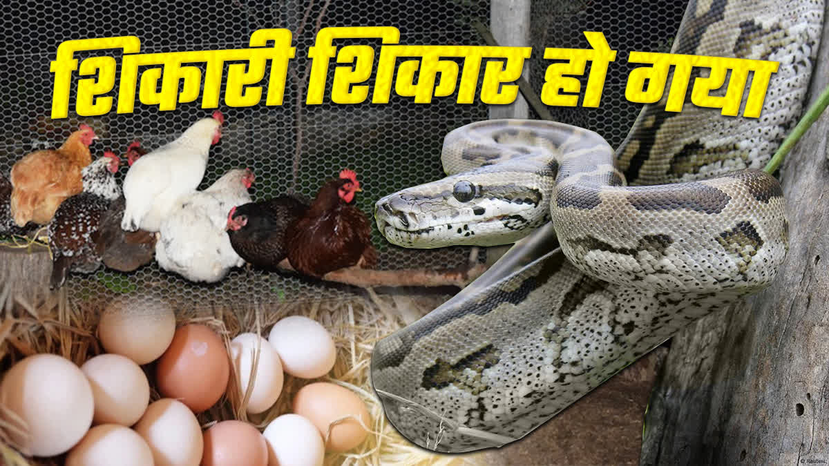 Python entered chicken coop in Kukrimal