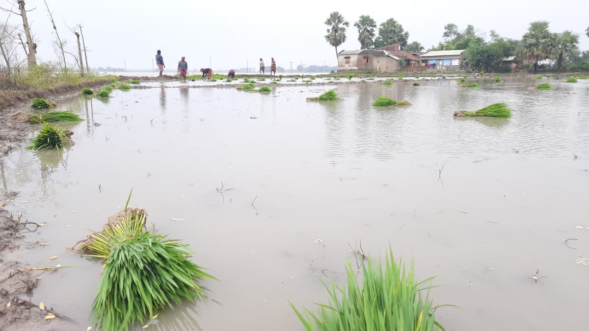 Paddy Cultivation in Hooghly