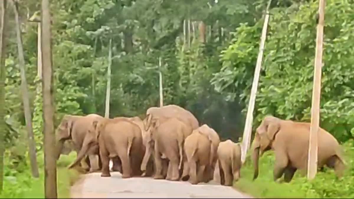 wild-elephants