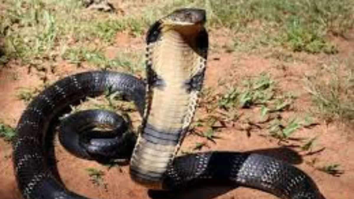 17 thousand people were bitten by snakes in Chhattisgarh, why are more snakes bitten in the rain?