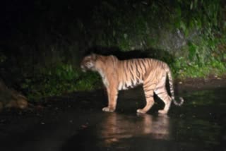 Ramnagar Injured Tiger