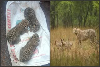 cheetah gave birth to three cubs in cattle shed in Maharashtra