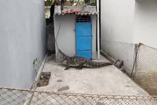 Crocodile Entered House