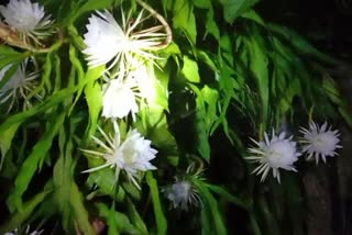 rare_brahma_kamalam_flowers_20_blooms_at_a_time