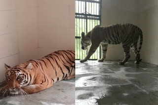 TIGER PAIR BROUGHT TO JAIPUR