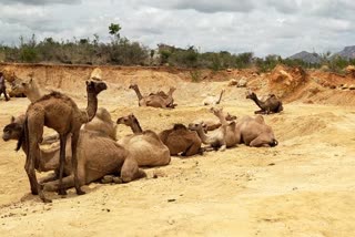 Camel_Smuggling_Gang_Arrested