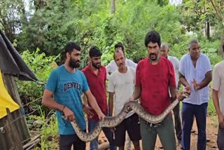 ಹೆಬ್ಬಾವು ಪ್ರತ್ಯಕ್ಷ