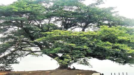 150 Year Cinema Tree Fallen Down in East Godavari AP