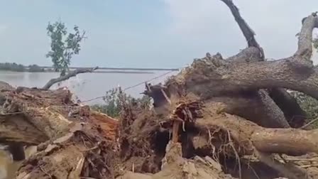 Iconic 150-year-old 'Cinema Tree' Collapses In Andhra Pradesh