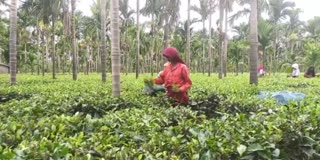 Tea farmers in Borsola,