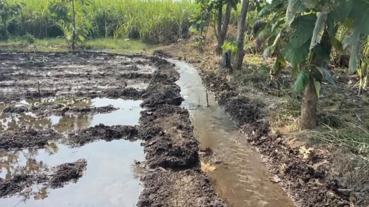 7000-cusecs-of-water-released-from-ukai-dam-to-save-paddy-and-sugarcane-crops