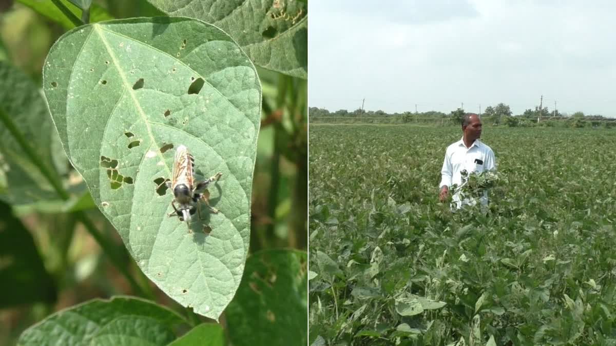 soybean-crop-destroyed-in-mangrol-taluka-due-to-heavy-rains