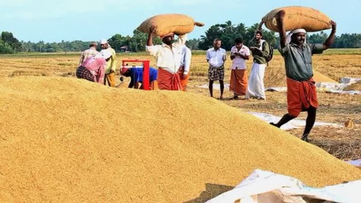 Farmers will get the remaining amount within days  Supply Co  നെല്ലിന്‍റെ തുക കർഷകർക്ക് നല്‍കുമെന്ന് സപ്ലൈക്കൊ  Supplyco will pay the amount of paddy to farmers  Farmers will get the remaining amount of paddy  ബാക്കിയുള്ള നെല്ലിന്‍റെ തുക കർഷകർക്ക് ലഭിക്കും  സപ്ലൈക്കൊ  Farmers  നെല്ലിന്‍റെ തുക ദിവസങ്ങൾക്കുള്ളിൽ നല്‍കും  The amount of paddy will be paid within days