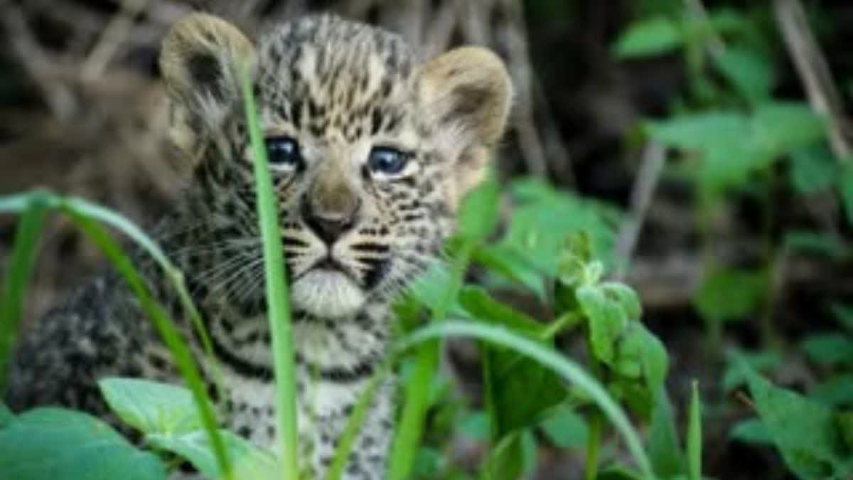 Leopard Cub Dies