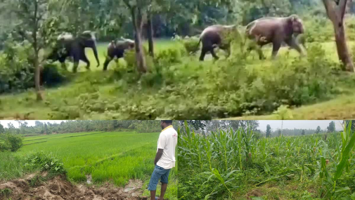 terror of wild elephants in latehar