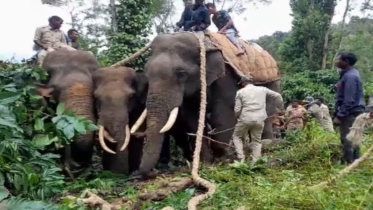 elephant-captured-in-kodagu