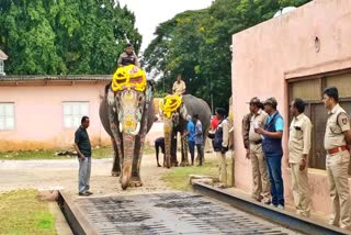 Dasara Elephants Weighed