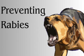 Prevention of fatal rabies; Learn these eight ways to save a life