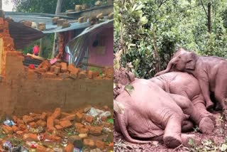 elephants-once-again-created-ruckus-bagodar-area-destroying-houses-shops-and-farms
