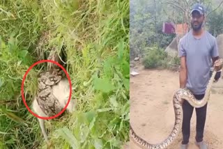Python caught monkey in Sirohi